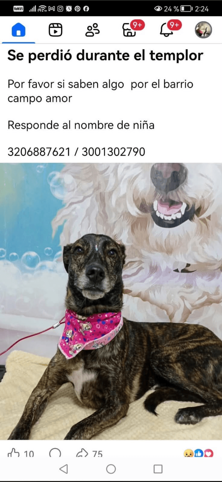 Foto de NIÑA — mascota perdida