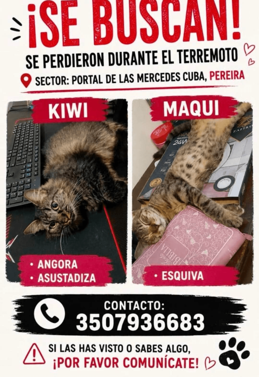 Foto de KIWI Y MAQUI — mascota perdida