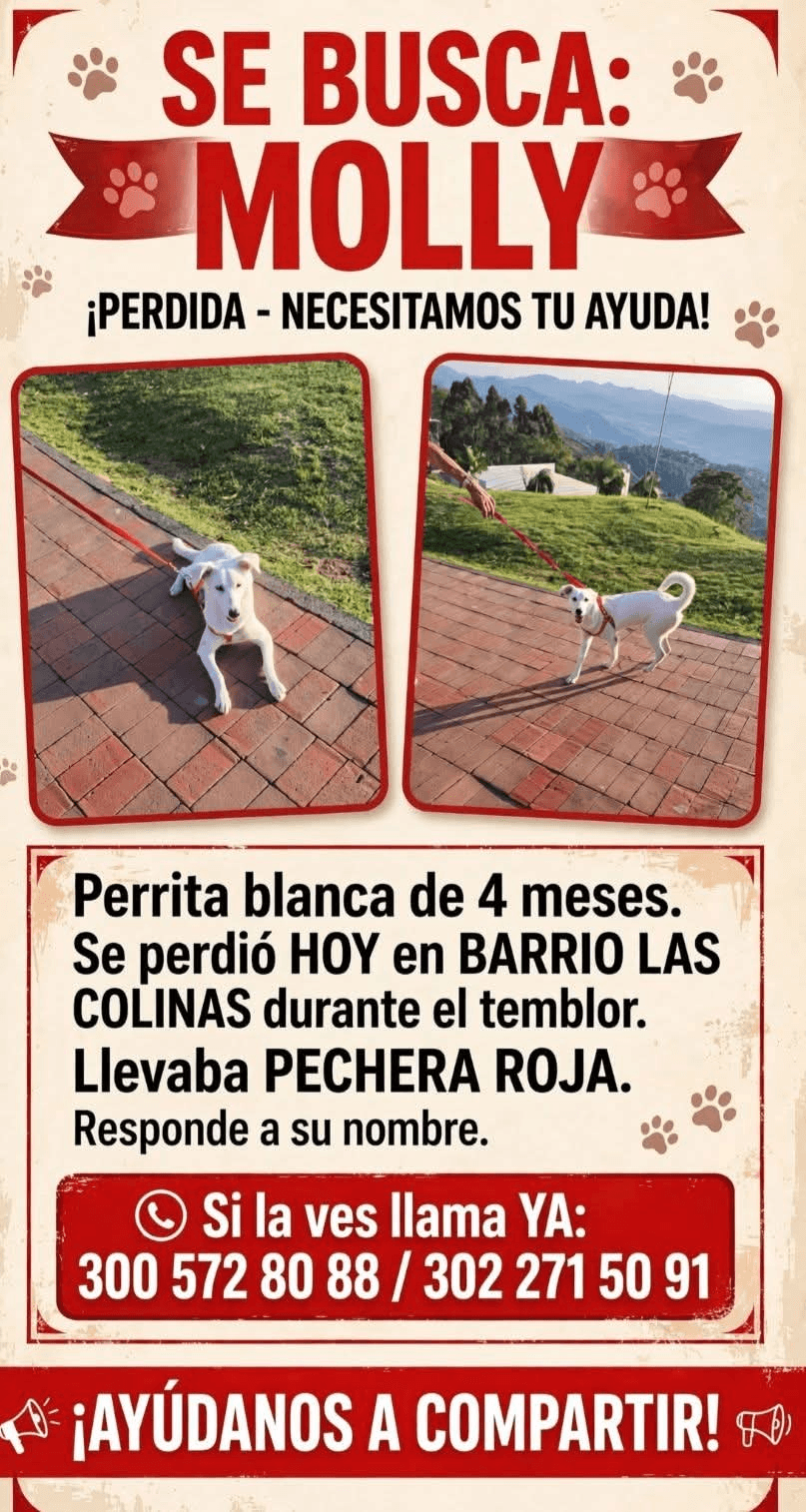 Foto de MOLLY — mascota perdida
