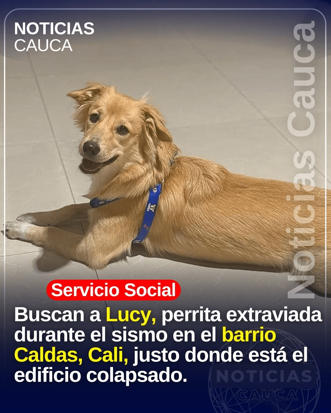 Foto de LUCY — mascota perdida