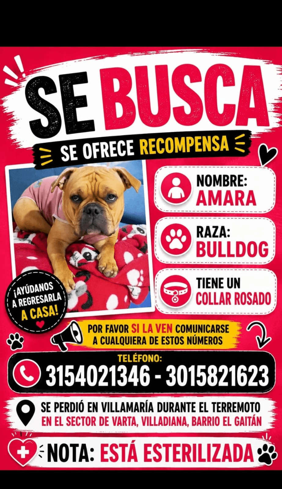 Foto de AMARA — mascota perdida