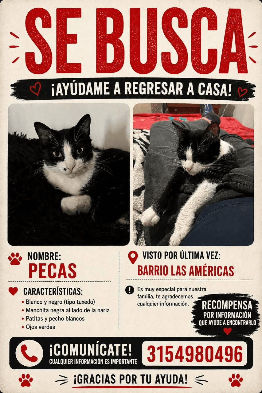 Foto de PECAS — mascota perdida