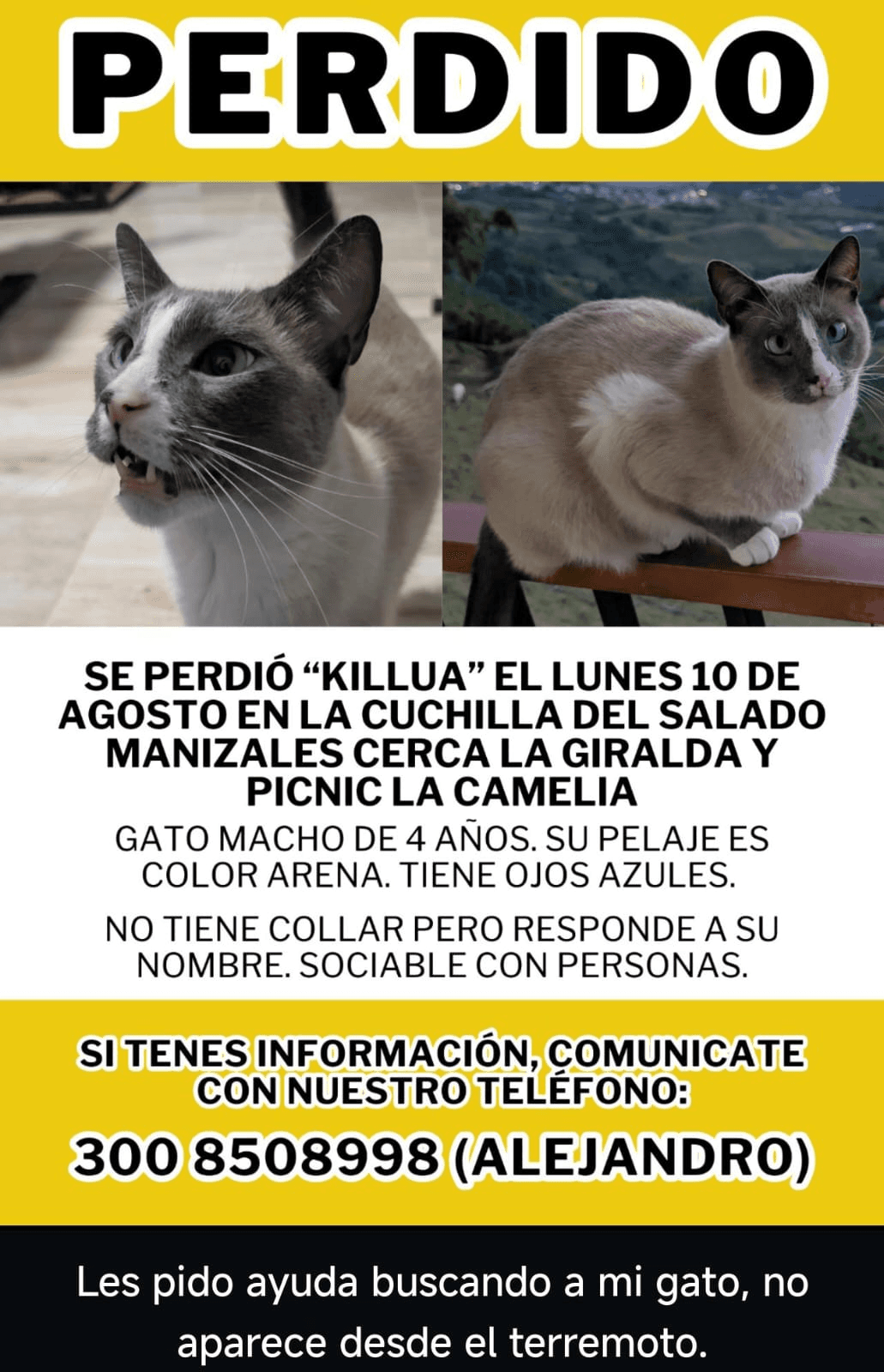 Foto de KILLUA — mascota perdida