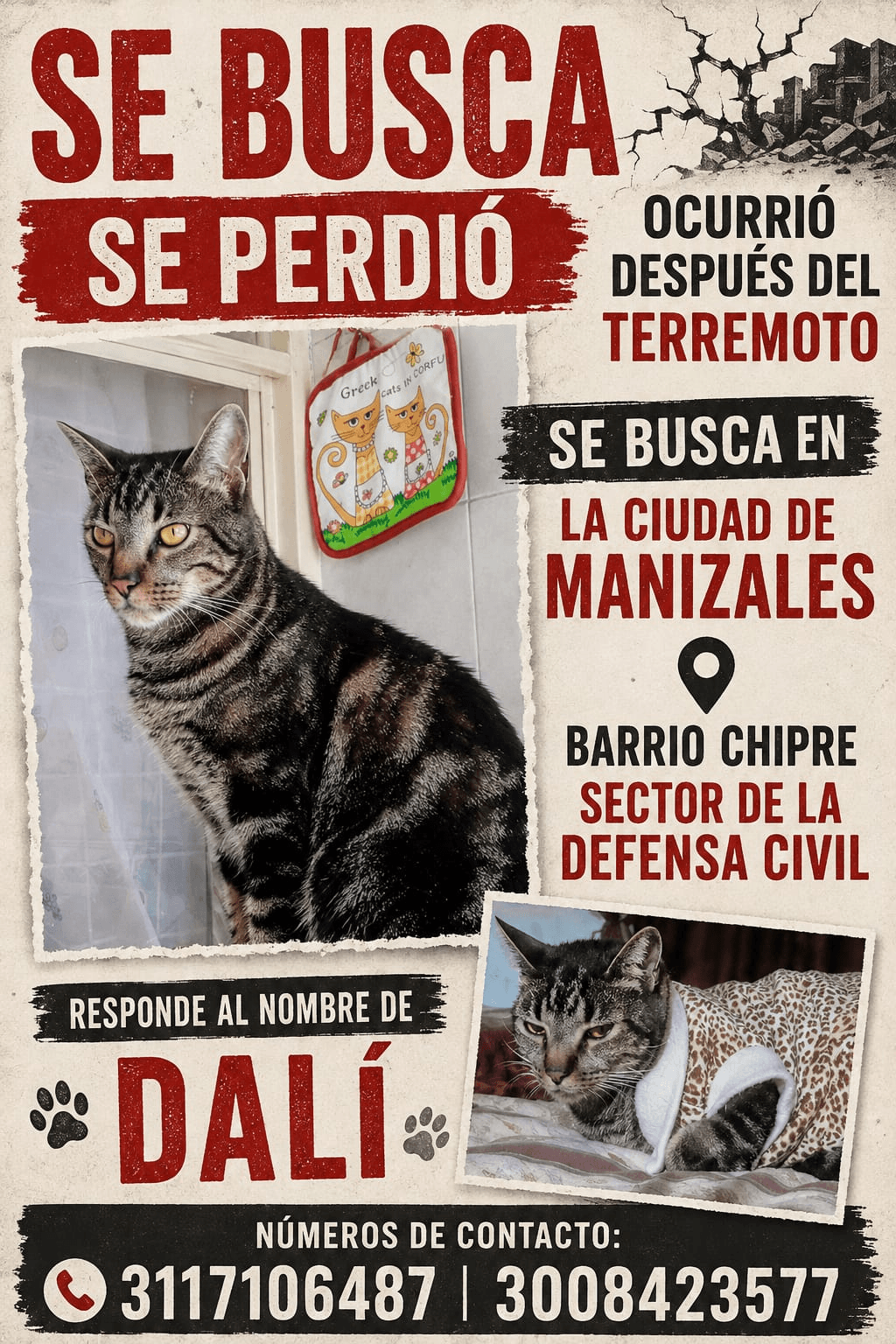 Foto de DALÍ — mascota perdida