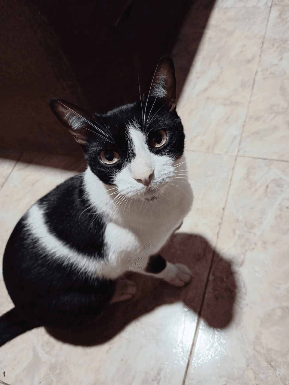 Foto de NANO — mascota perdida