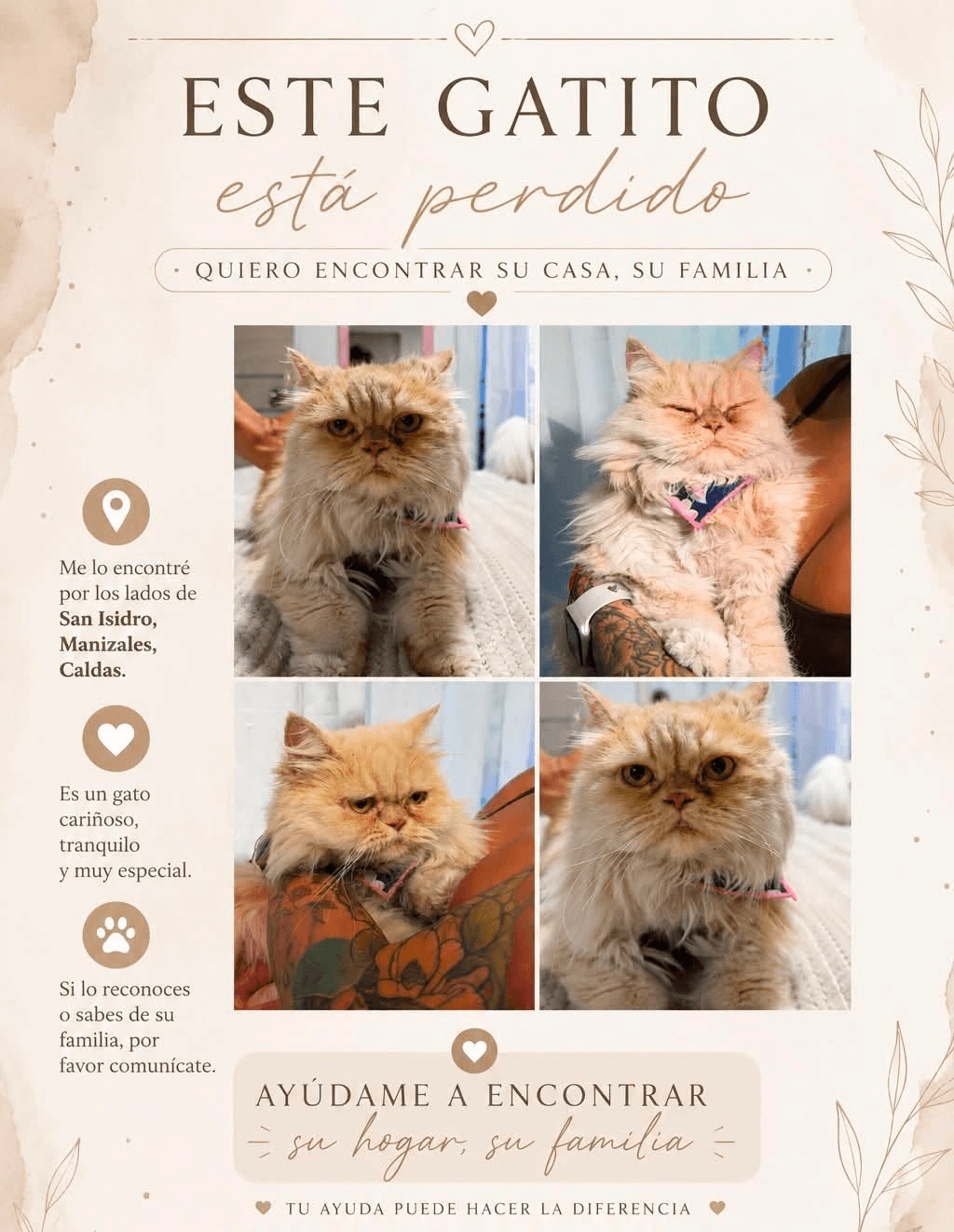 Foto de Mascota encontrada