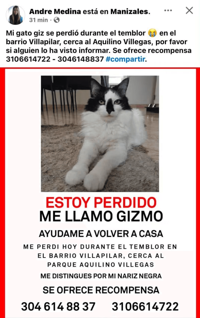 Foto de GIZMO — mascota perdida