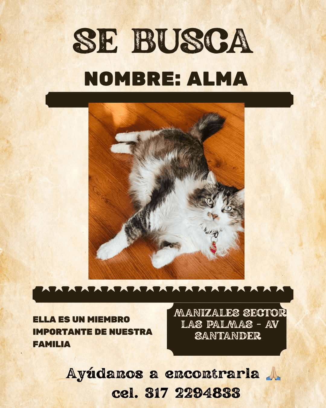 Foto de ALMA — mascota perdida