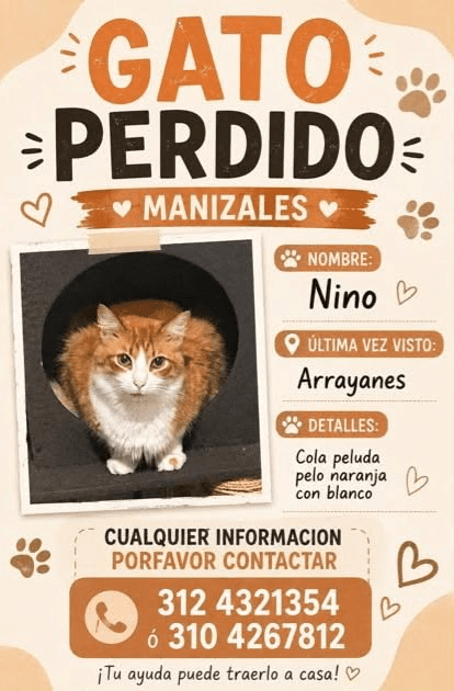 Foto de NINO — mascota perdida
