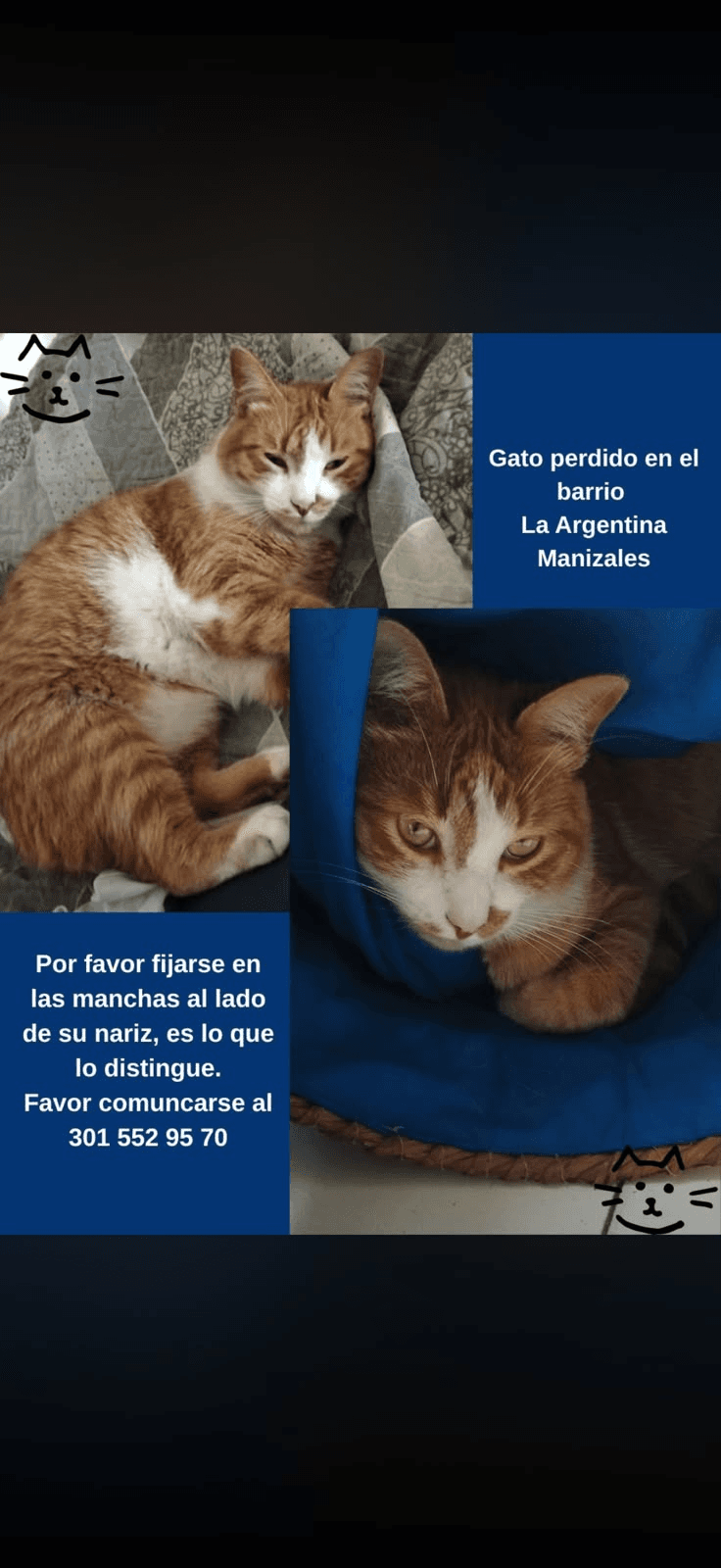 Foto de Mascota perdida