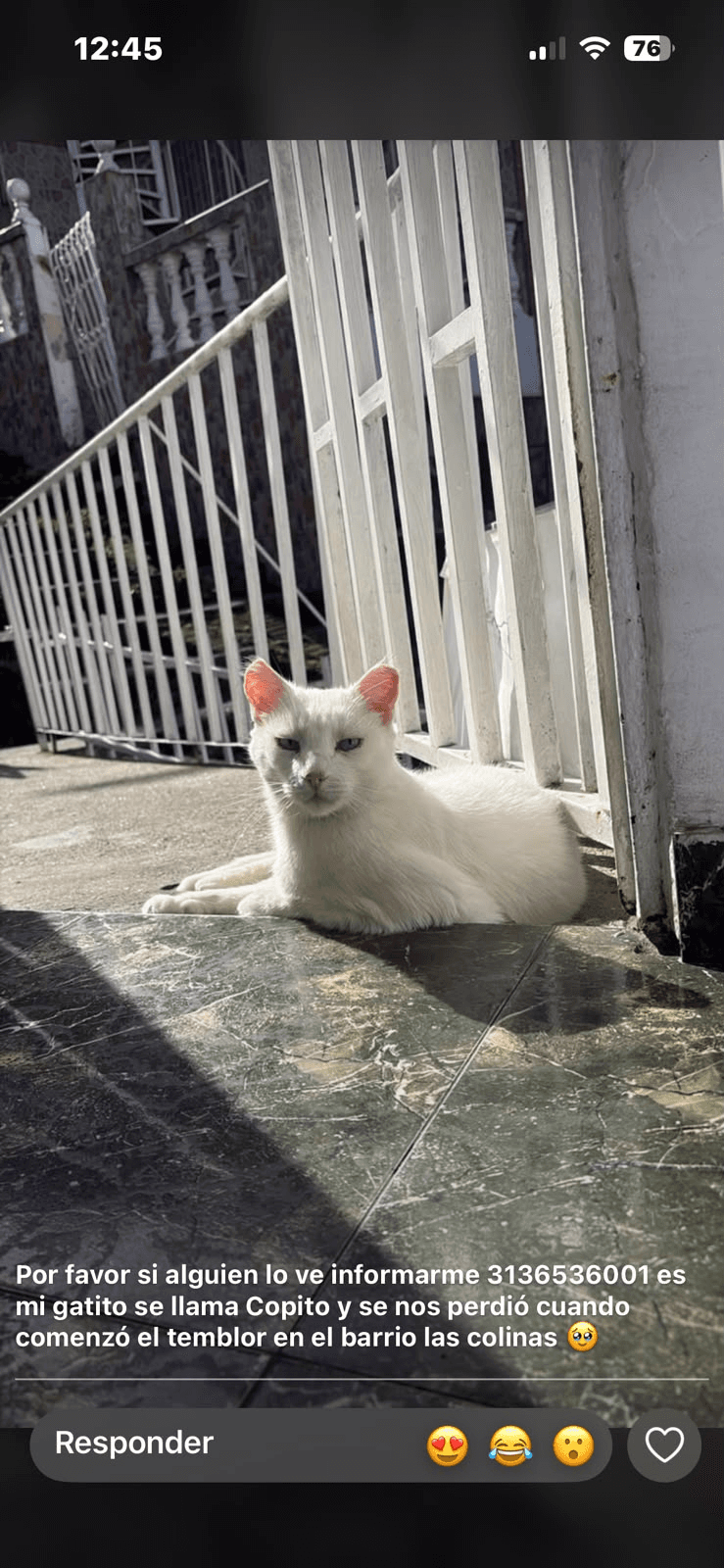 Foto de COPITO — mascota perdida