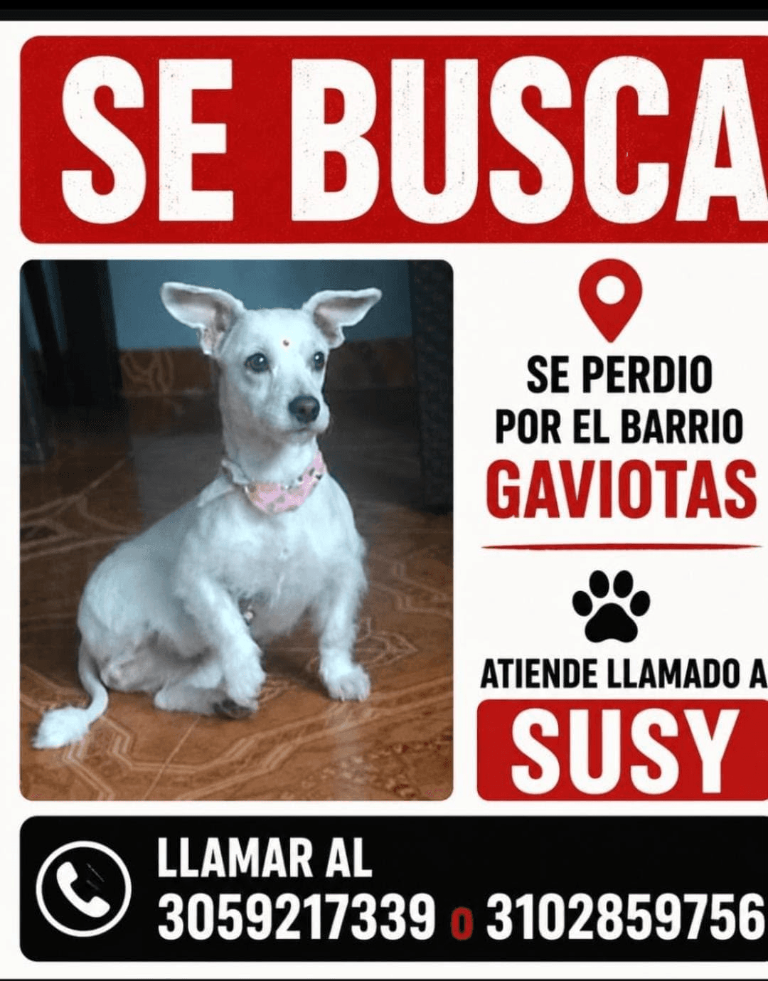 Foto de SUSY — mascota perdida