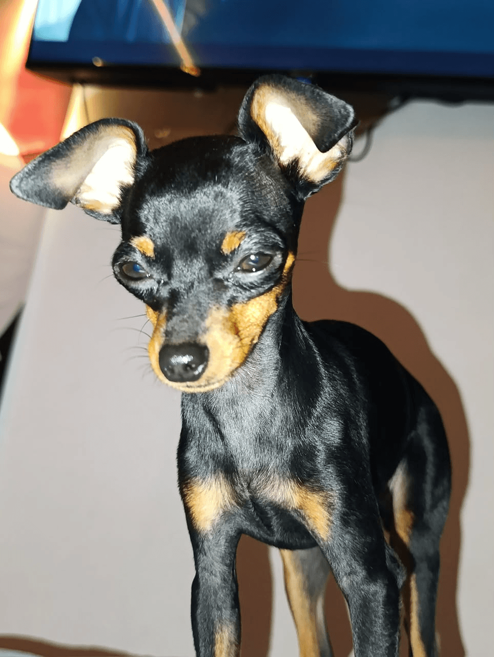 Foto de CLARA — mascota perdida