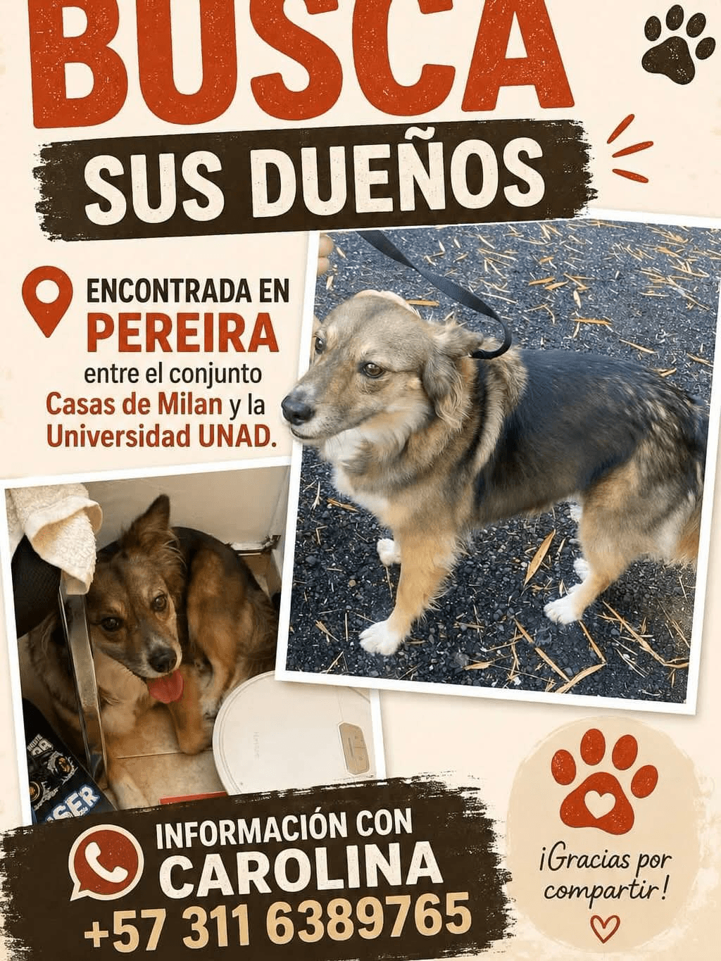 Foto de Mascota encontrada