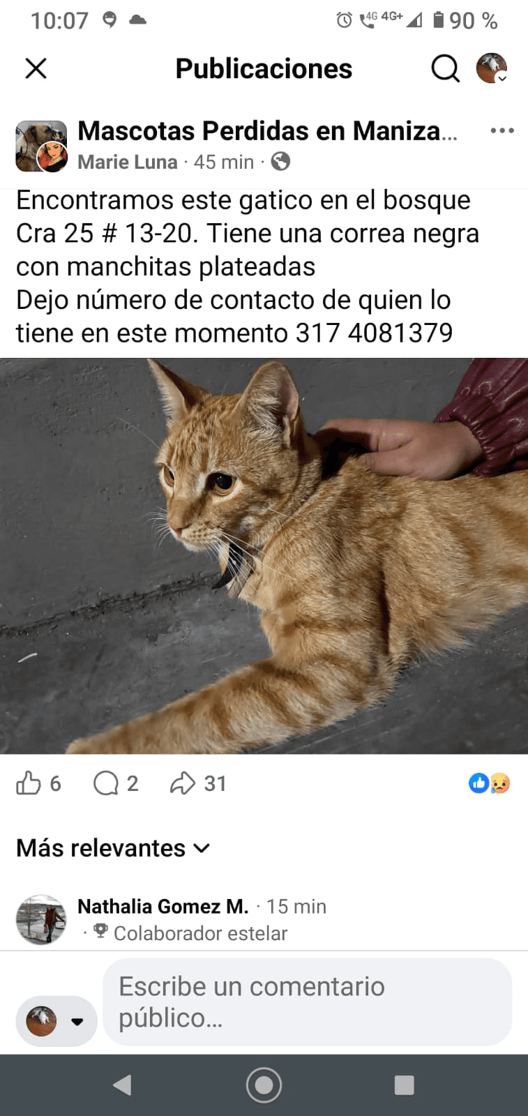 Foto de Mascota encontrada