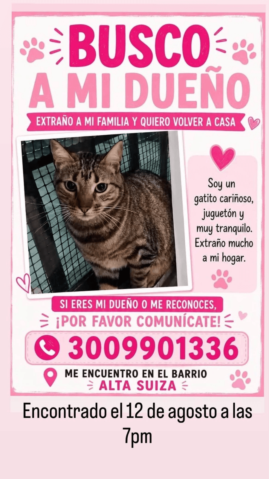 Foto de Mascota encontrada