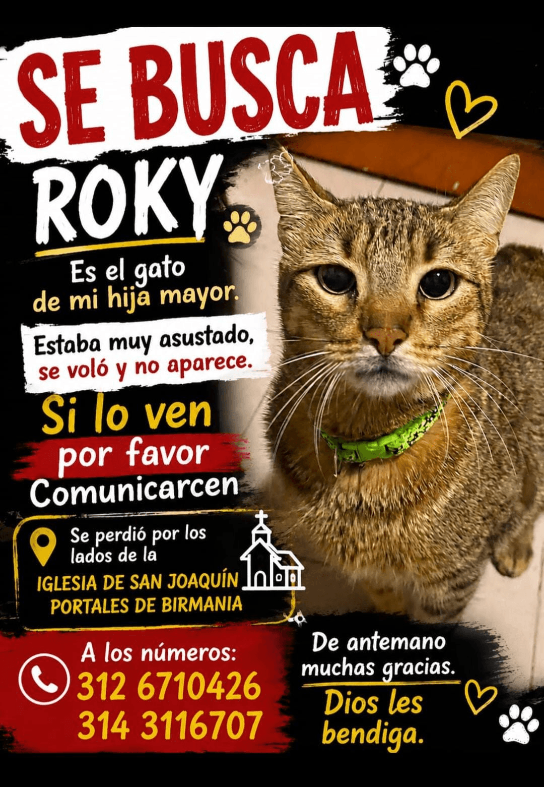 Foto de ROKY — mascota encontrada