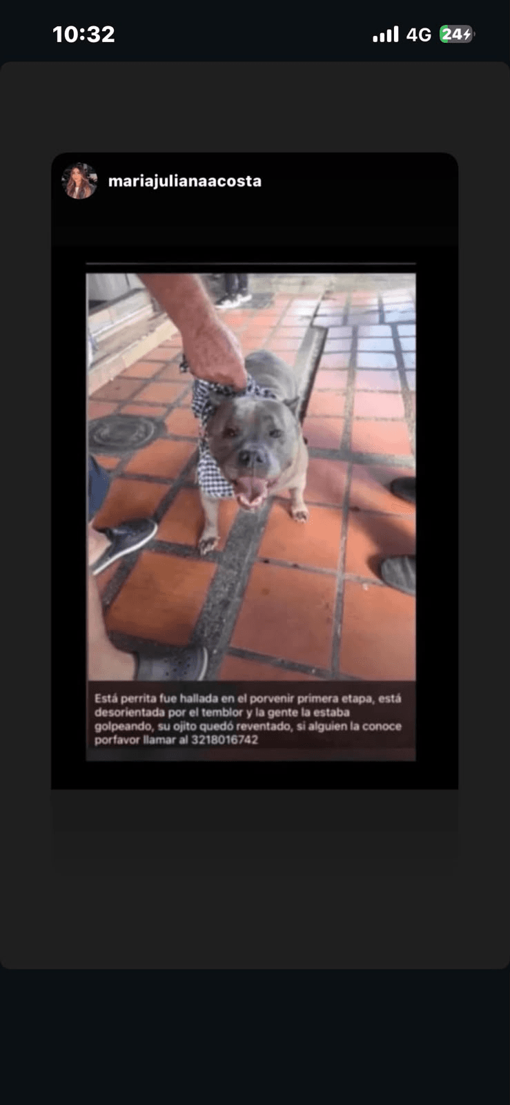 Foto de Mascota encontrada