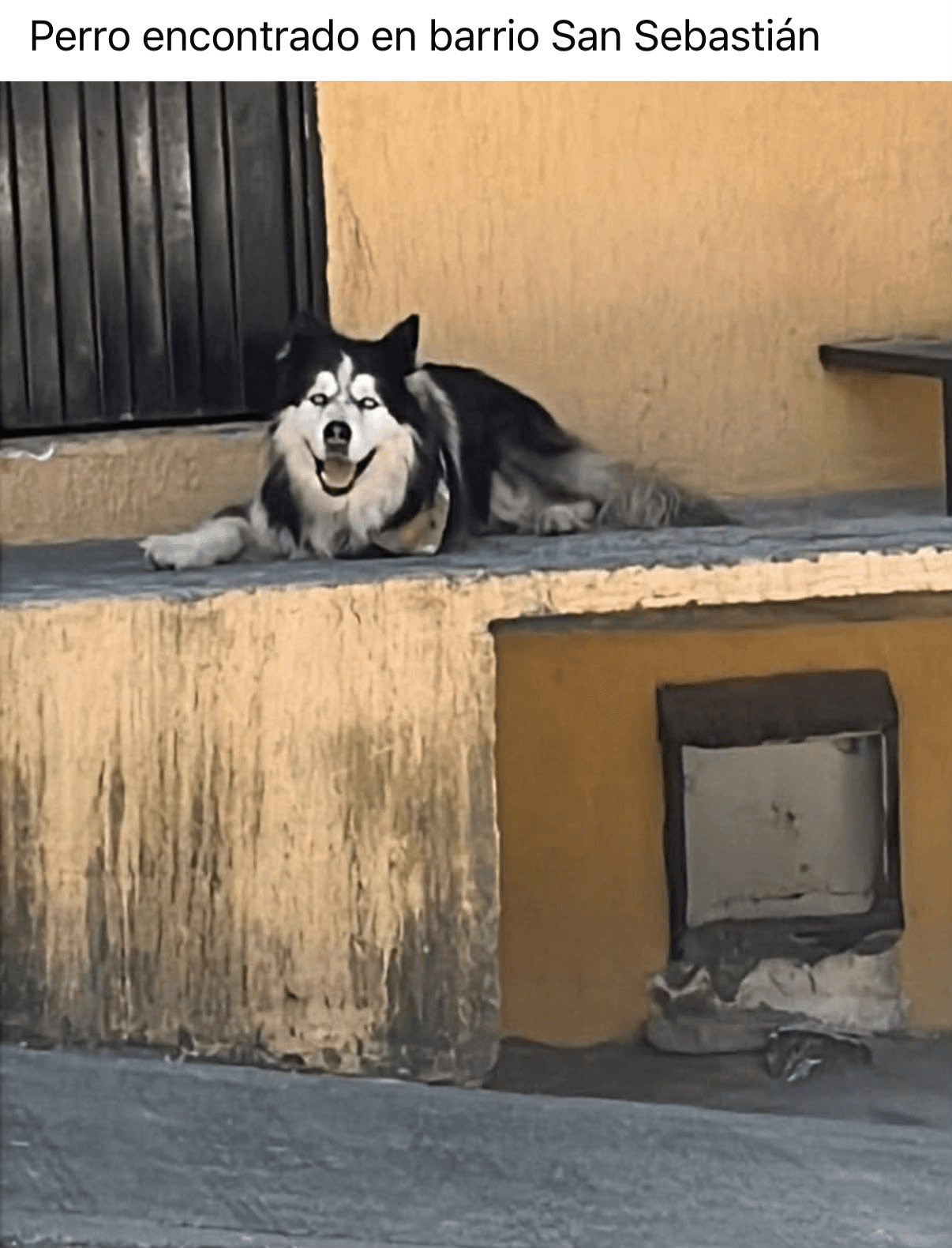 Foto de Mascota encontrada